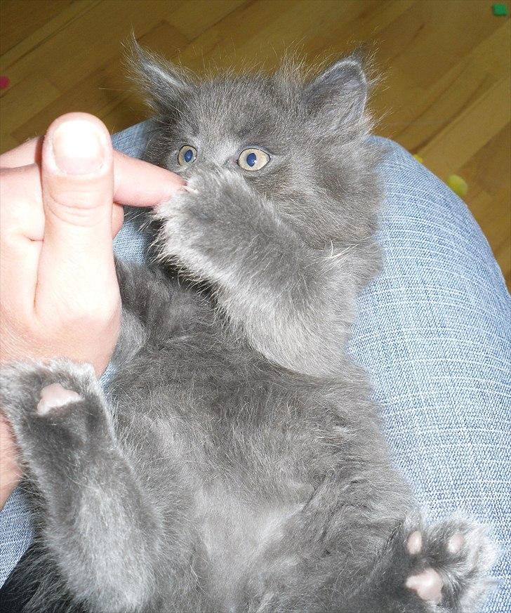 Blanding af racer Mille billede 8