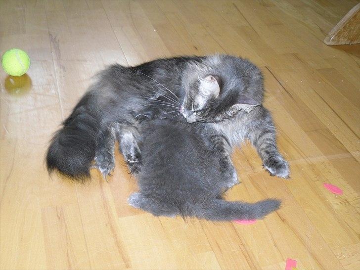 Blanding af racer Mille - Mille og mor Freja billede 9