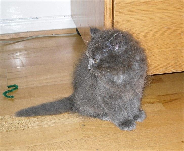 Blanding af racer Mille billede 10