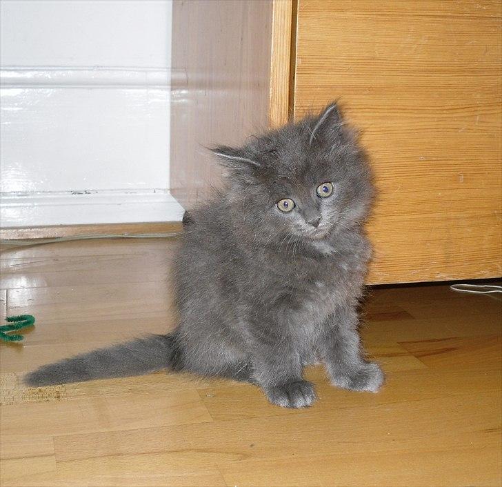 Blanding af racer Mille billede 11