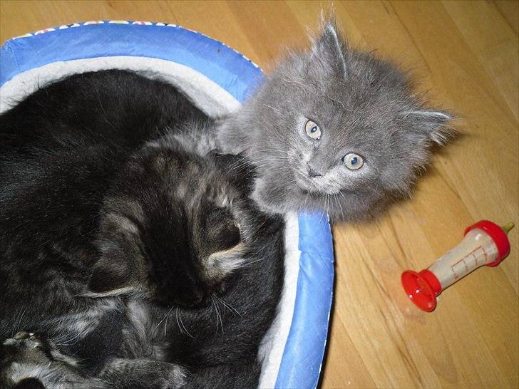 Blanding af racer Mille billede 12