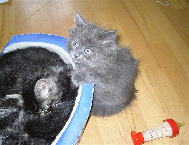 Blanding af racer Mille billede 13