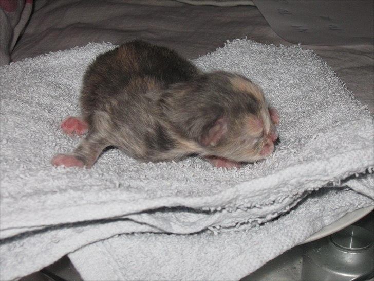 Blanding af racer Flora billede 1