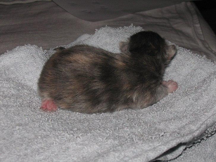 Blanding af racer Flora billede 2