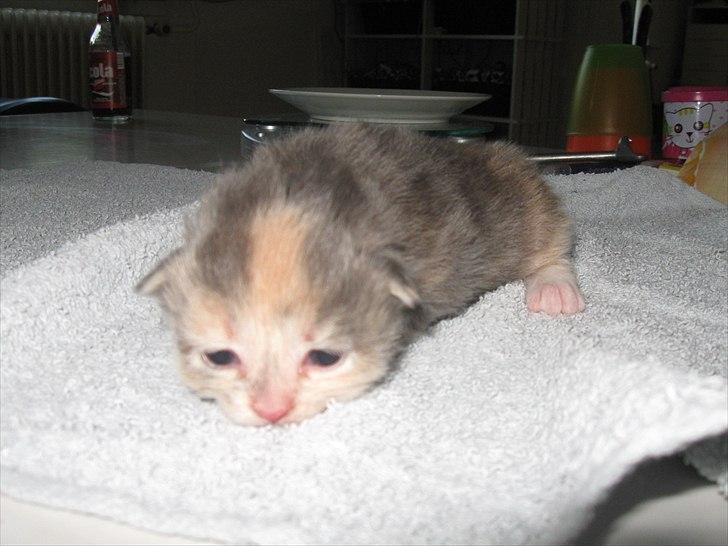 Blanding af racer Flora billede 3