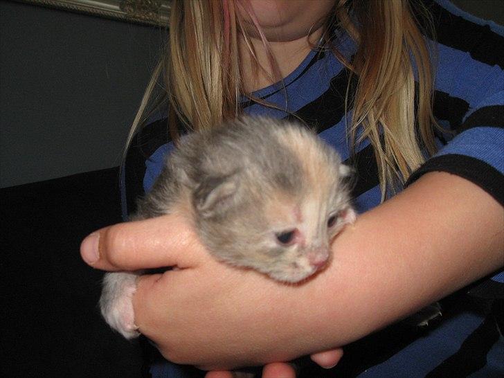 Blanding af racer Flora billede 4