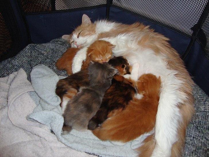 Blanding af racer Flora billede 5