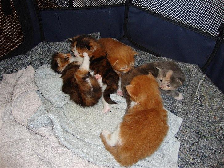 Blanding af racer Flora billede 6