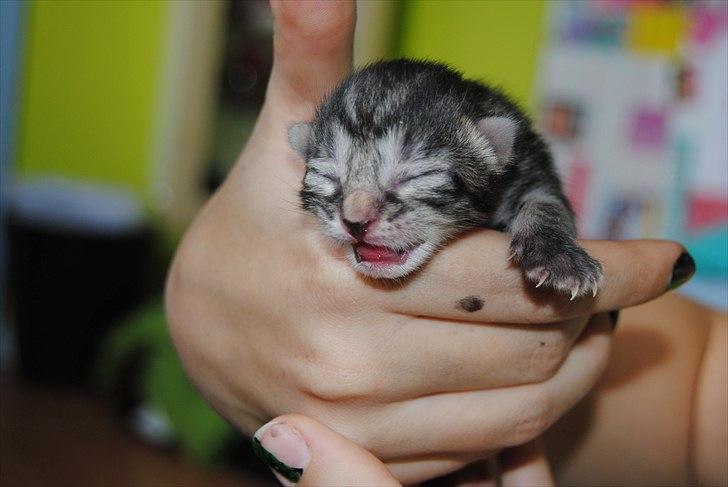 Blanding af racer "Bølle Bob" billede 1