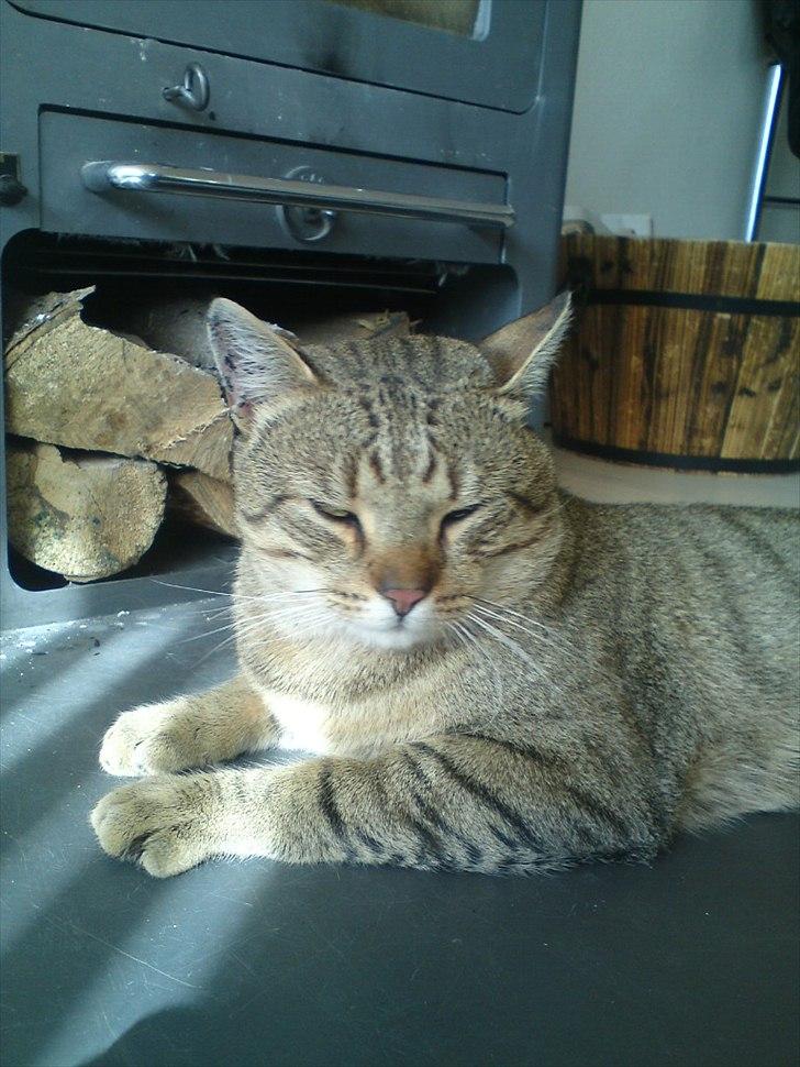 Blanding af racer Cocio billede 2