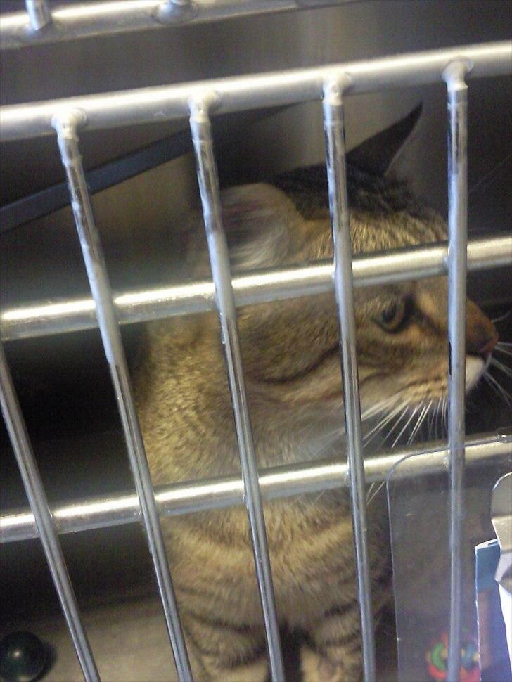 Blanding af racer Cocio - Første gang vi så ham <3 billede 8