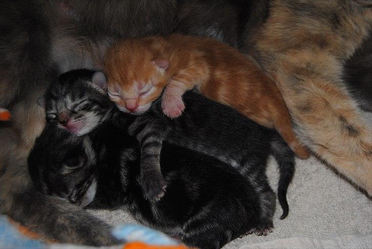 Blanding af racer "Bølle Bob" billede 2