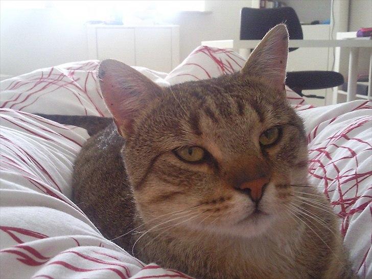 Blanding af racer Cocio - Hygge i Michelles seng <3 Han er mit vækkeur ;D billede 4