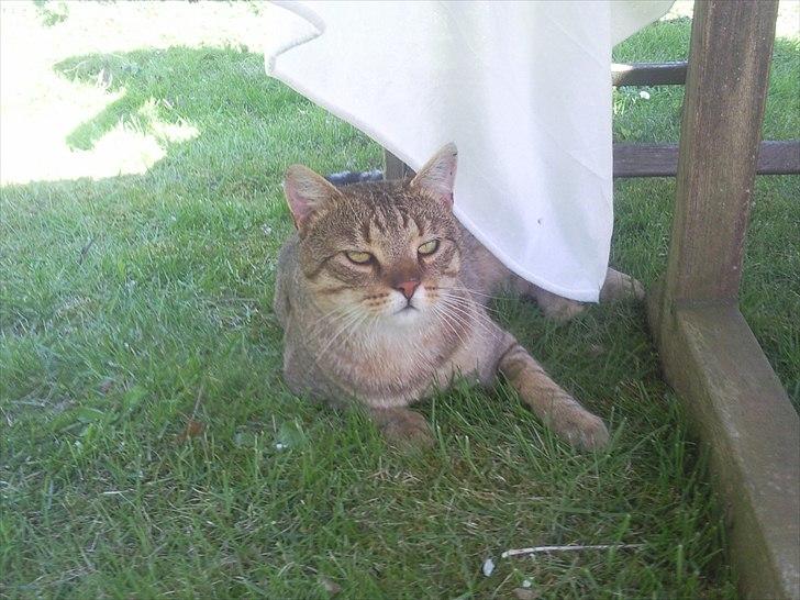 Blanding af racer Cocio - Første gang udenfor.. Total hygge. billede 5