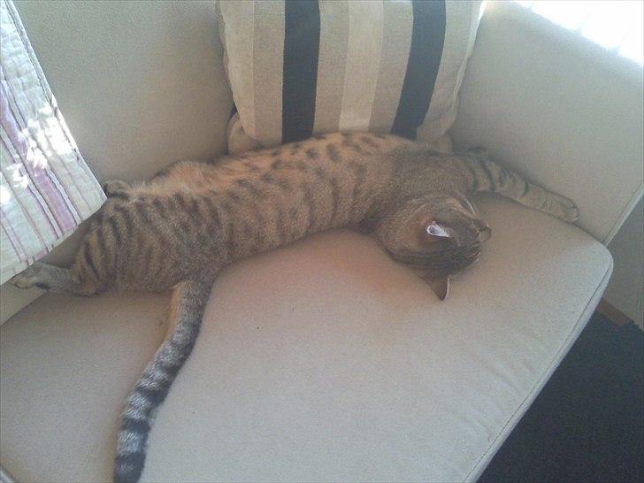 Blanding af racer Cocio - Efter 1 dag han var udenfor. Det var meget hårdt! Så ind og rigtig flade ud på sofaen ;D billede 3