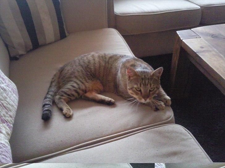 Blanding af racer Cocio billede 6