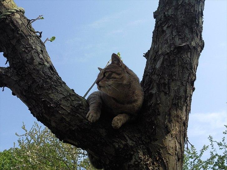 Blanding af racer Cocio - Hopla, og så var cocio oppe i træet <3 billede 7