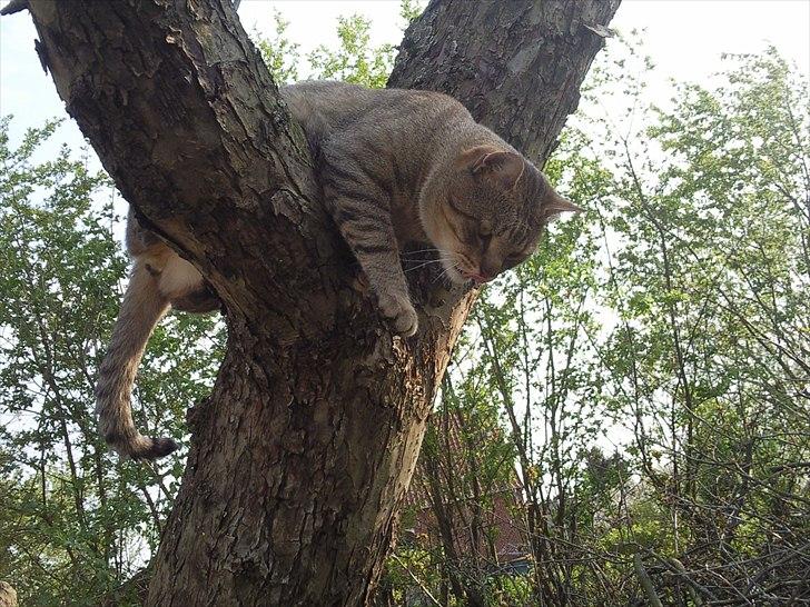 Blanding af racer Cocio - Pas på! Jeg er en FARLIG misser ;D billede 10