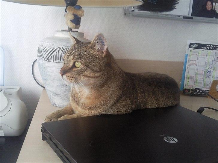 Blanding af racer Cocio - Min udkigs post. Ved mors computer lige ud til hovededøren. Så kan jeg se hvem der kommer! ;D billede 9