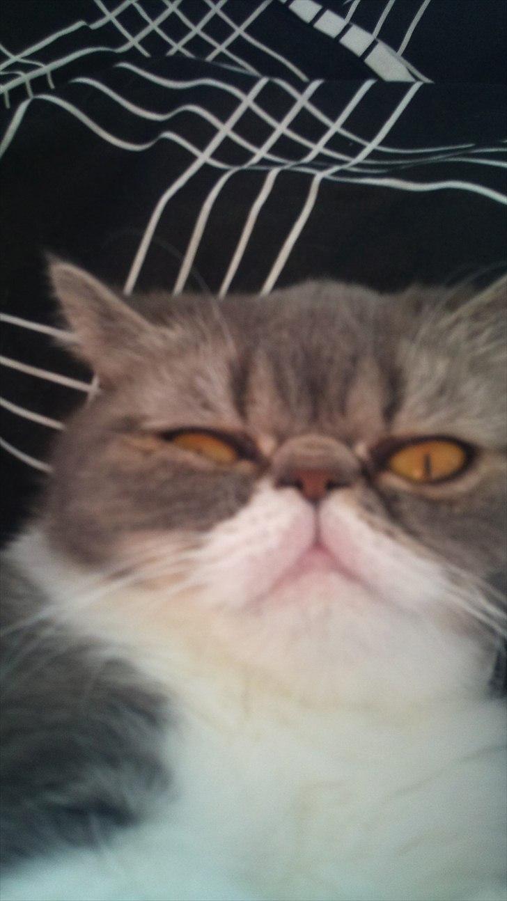 Exotic Dimse billede 12