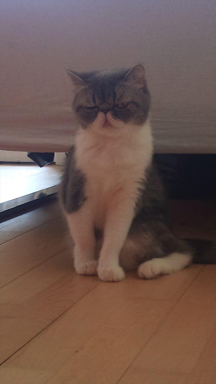 Exotic Dimse billede 13