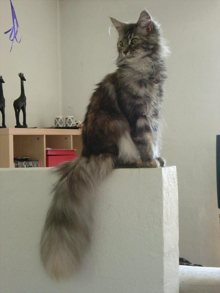 Blanding af racer Kayla - Er jeg ikke nuttet :D billede 2