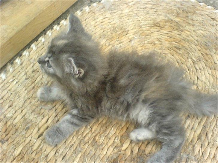 Blanding af racer Kayla - Billede taget hos opdrætter billede 3