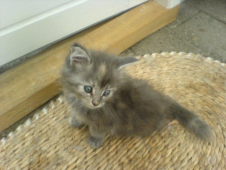 Blanding af racer Kayla - Billede taget hos opdrætter billede 4