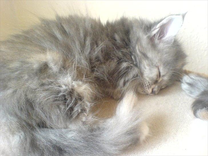 Blanding af racer Kayla - Billede taget hos opdrætter billede 5