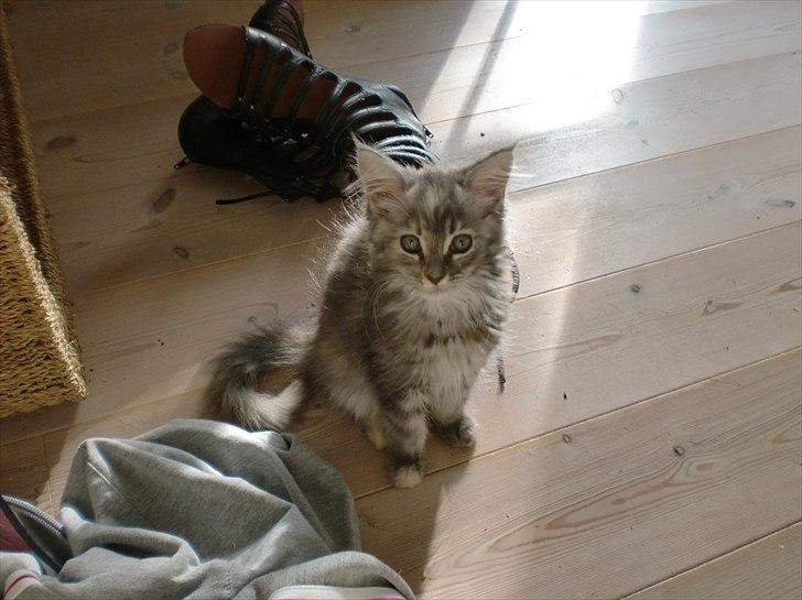 Blanding af racer Kayla - mor du roder  billede 6