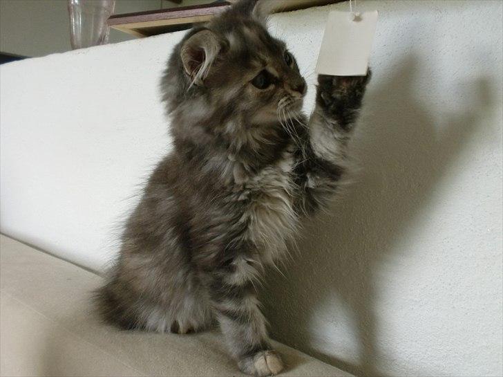 Blanding af racer Kayla billede 7