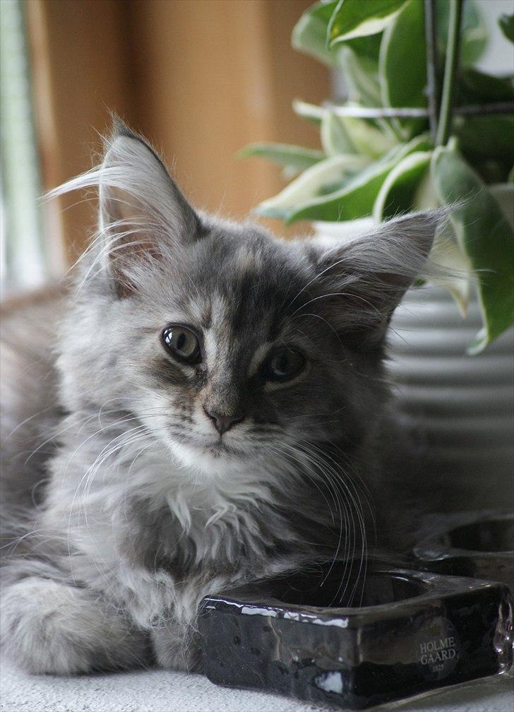 Blanding af racer Kayla billede 8