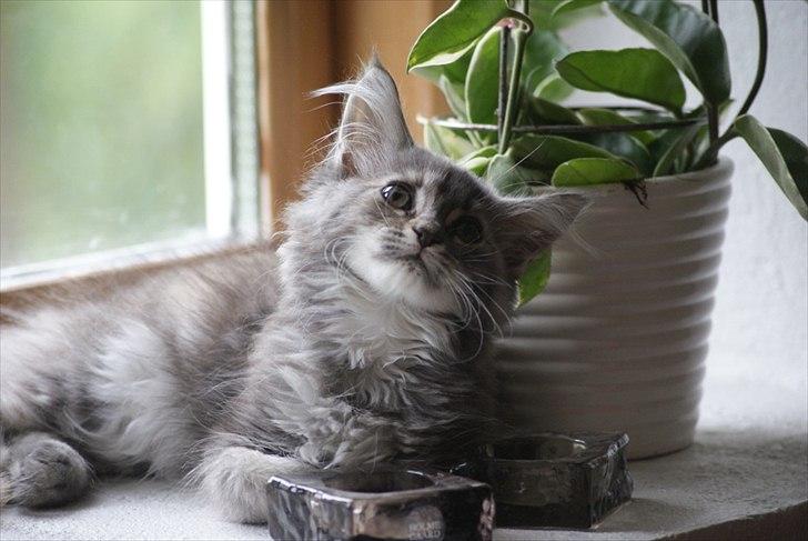 Blanding af racer Kayla billede 9