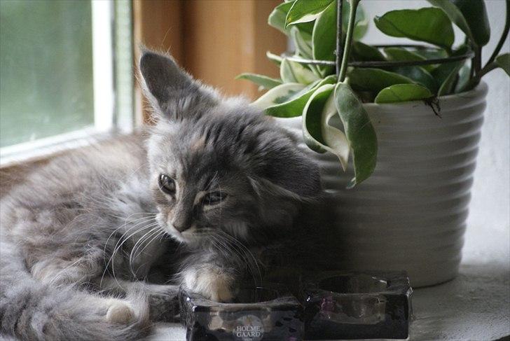 Blanding af racer Kayla - Moar jeg er træt billede 10