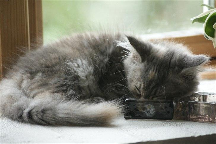 Blanding af racer Kayla - zzzzzzzz billede 11