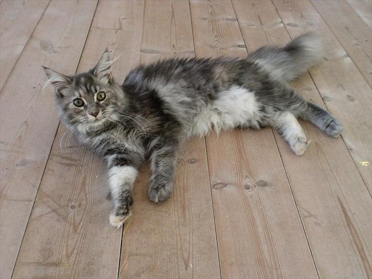 Blanding af racer Kayla billede 12