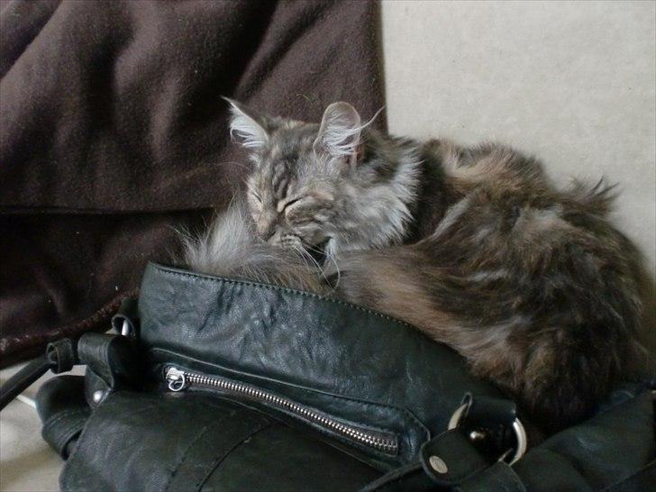 Blanding af racer Kayla - Intet som mor's taske <3 billede 13