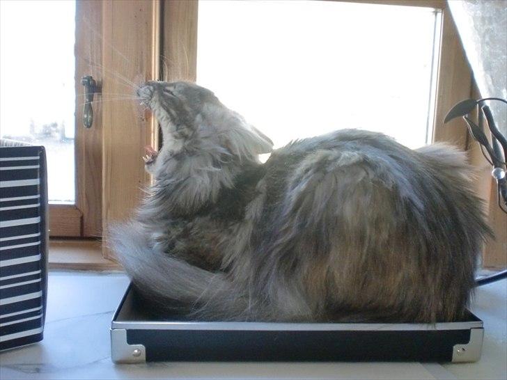 Blanding af racer Kayla - Gaaaab  billede 14