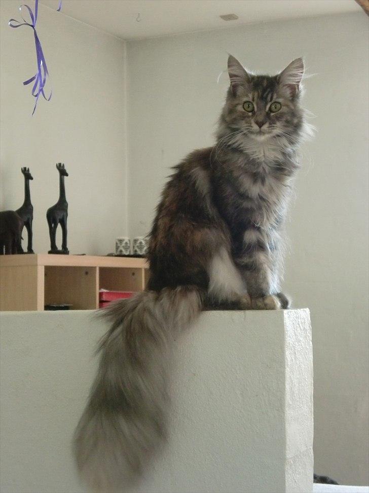 Blanding af racer Kayla - er jeg ikke bare smuk <3 billede 15