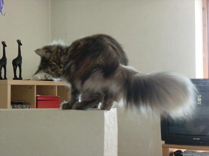 Blanding af racer Kayla billede 16