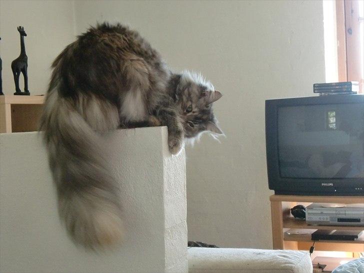 Blanding af racer Kayla billede 17