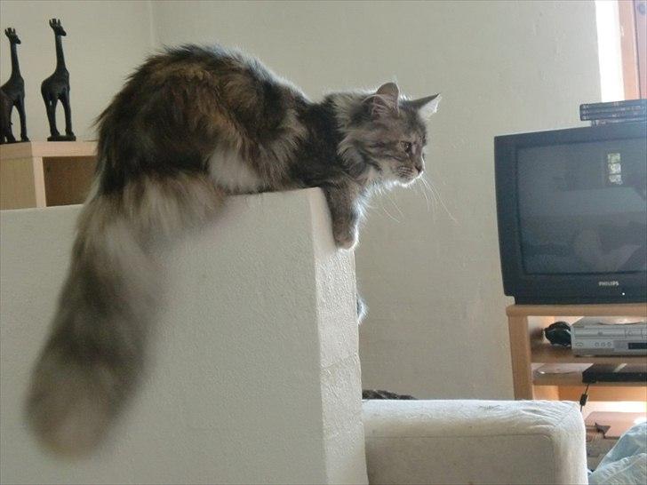 Blanding af racer Kayla billede 18