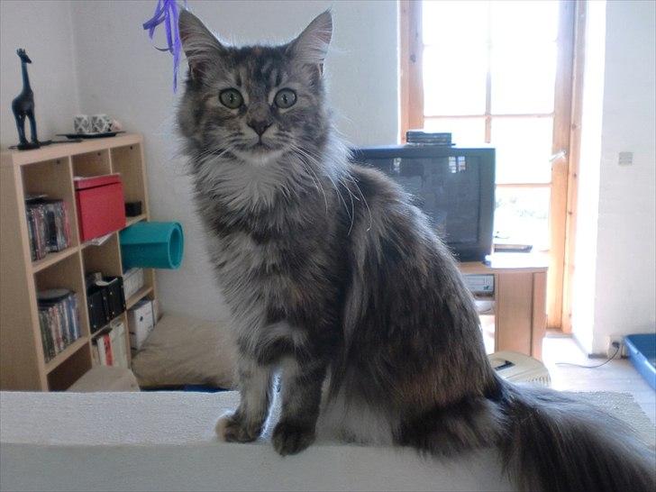 Blanding af racer Kayla - Hey mor :D billede 19