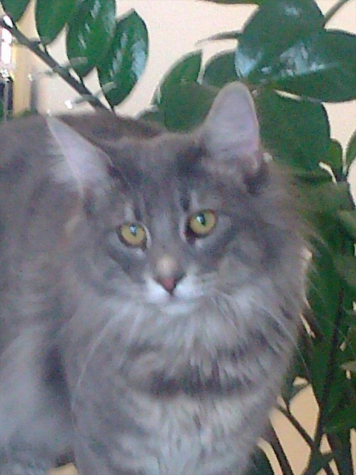 Norsk Skovkat Albert billede 3