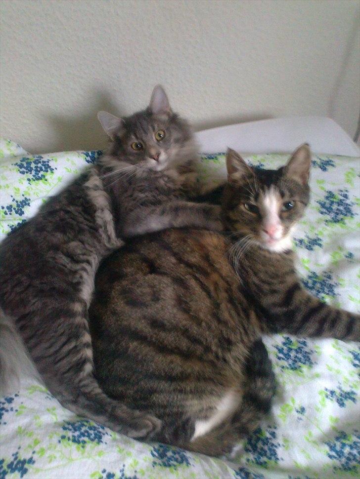 Norsk Skovkat Albert billede 6