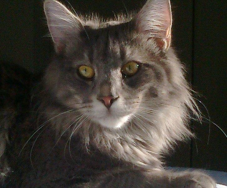 Norsk Skovkat Albert billede 9