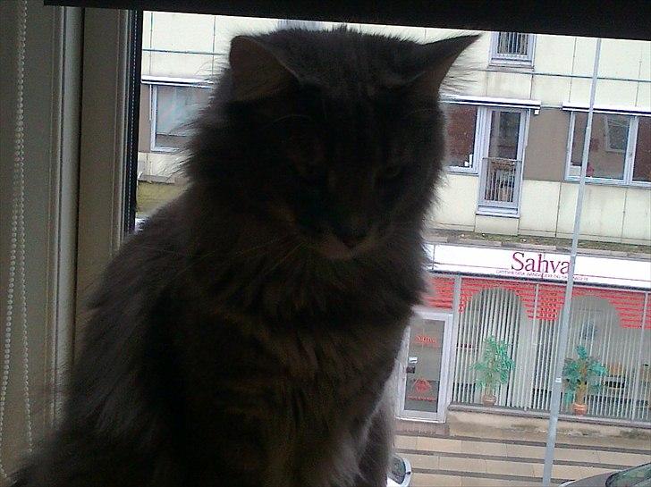 Norsk Skovkat Albert billede 11