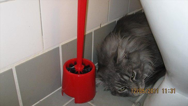 Maine Coon Gigolo Maximus billede 18