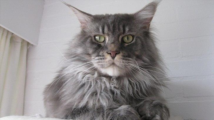 Maine Coon Gigolo Maximus billede 19