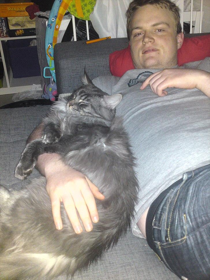 Maine Coon Gigolo Maximus billede 20